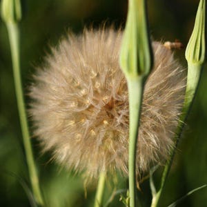 Puede incluir: Primer plano de una cabeza de semilla de diente de le&oacute;n, con una forma esf&eacute;rica y esponjosa en tonos beige y marr&oacute;n. La cabeza de la semilla est&aacute; rodeada de tallos y capullos verdes, sobre un fondo verde borroso, lo que sugiere un entorno natural al aire libre.