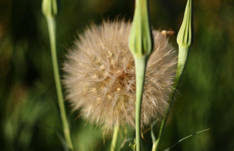 Puede incluir: Primer plano de una cabeza de semilla de diente de le&oacute;n, con una forma esf&eacute;rica y esponjosa en tonos beige y marr&oacute;n. La cabeza de la semilla est&aacute; rodeada de tallos y capullos verdes, sobre un fondo verde borroso, lo que sugiere un entorno natural al aire libre.