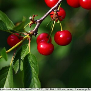 Puede incluir: Primer plano de una rama de cerezas con varias frutas rojas brillantes y maduras. Las cerezas son redondas y brillantes, con tallos y hojas verdes. El fondo es un verde borroso, lo que sugiere un entorno natural al aire libre.