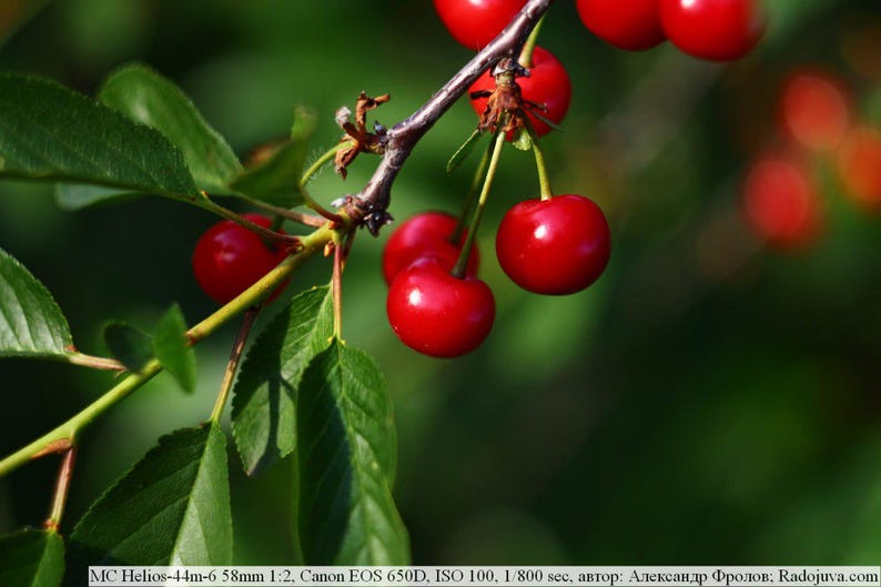 Puede incluir: Primer plano de una rama de cerezas con varias frutas rojas brillantes y maduras. Las cerezas son redondas y brillantes, con tallos y hojas verdes. El fondo es un verde borroso, lo que sugiere un entorno natural al aire libre.