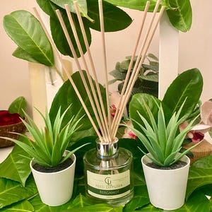 May include: A clear glass reed diffuser bottle with a silver cap and wooden reeds. The bottle is labelled "Reed Diffuser Bergamot 100g". The bottle is surrounded by green plants.