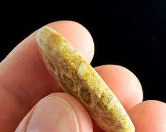Coral Fossil Cabochon Oval 17.50 x 39.50 mm 6.60 gr | Natural Fossil Coral Cabochon | Jewelry Making Stone