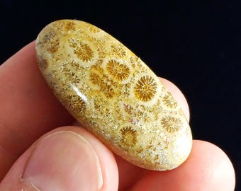 Coral Fossil Cabochon Oval 17.50 x 39.50 mm 6.60 gr | Natural Fossil Coral Cabochon | Jewelry Making Stone