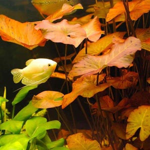 Buy2Get1Free Dwarf Aquarium Lily Nymphaea stellata 1 BULB Live Aquarium Pond Plant Easy to Care for Aquarium Plants