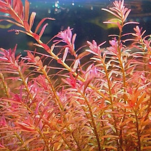 Buy2Get1Free Rotala Vietnam H’ra (Rotala rotundifolia ‘H’ra’) Live Aquarium Pond Plant