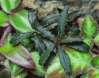 Bucephalandra Midnight Blue - Live Aquatic Plants - Only Plants