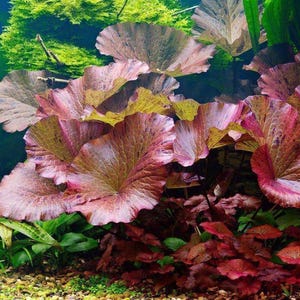 Buy2Get1Free Tiger Lotus 1 BULB Live Aquarium Pond Plant Easy to Care for Aquarium Plants