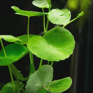 Buy2Get1Free Brazilian Pennywort (Hydrocotyle leucocephala) Live Aquarium Pond Plant