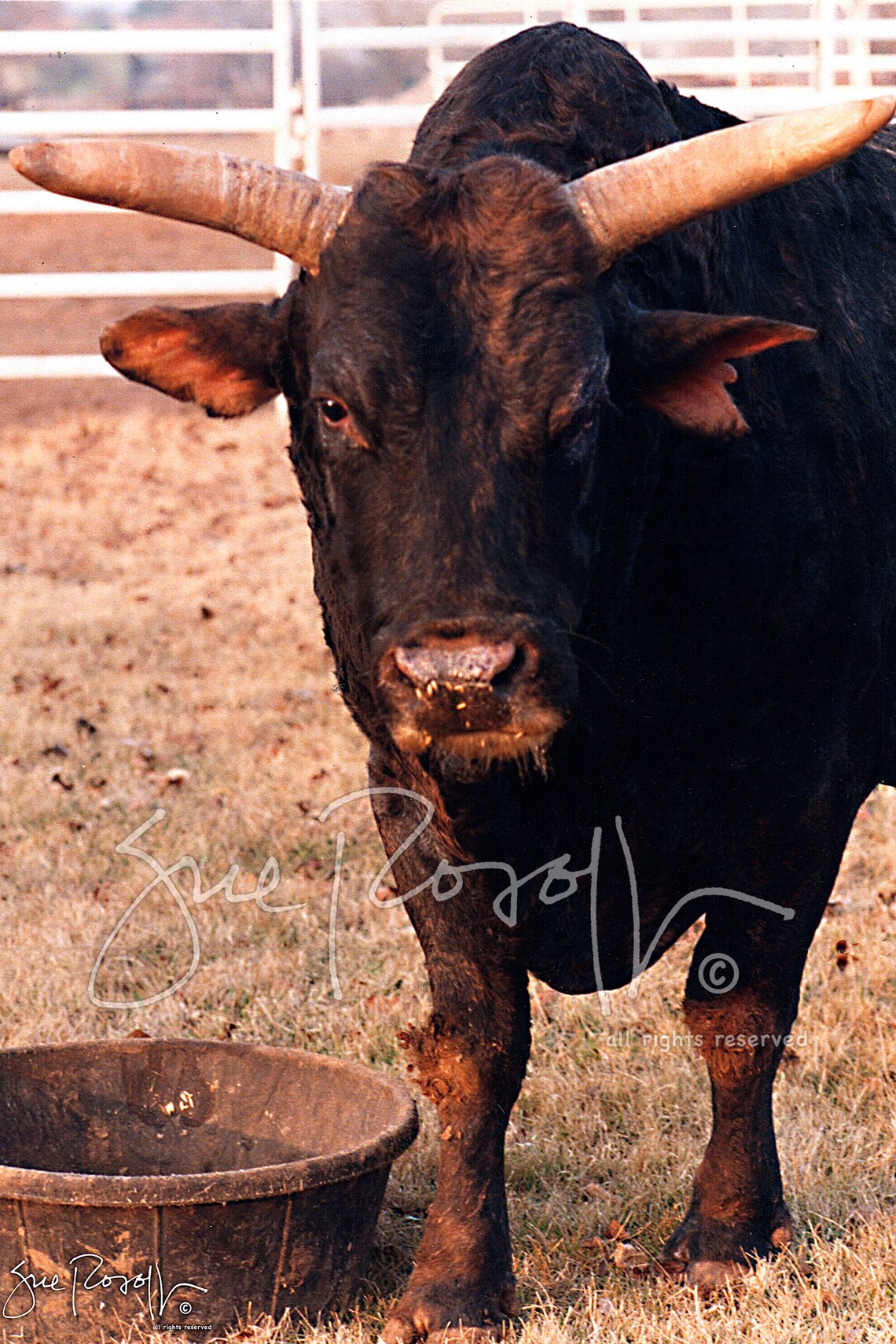 1987 World Champion Bucking Bull RedRock 8 x 12 12 x 18 Etsy