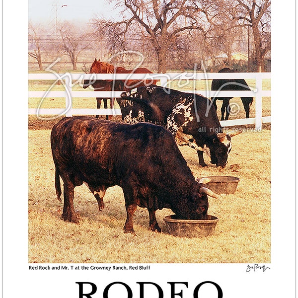 Poster of Red Rock and Mr. T,  1987 & 1986 World Champion Bucking Bulls, retired at the Growney Ranch in Red Bluff, Ca 1993, 12" x 18"