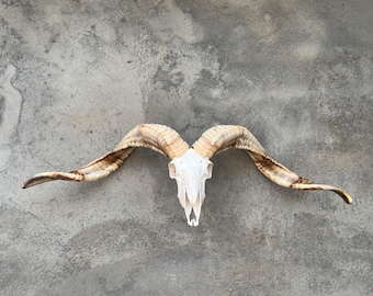 Cráneo de carnero auténtico con cuernos: cráneo taxidermizado auténtico, decoración de pared de curiosidades naturales