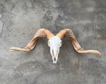 Cráneo de carnero auténtico con cuernos: cráneo taxidermizado auténtico, decoración de pared de curiosidades naturales