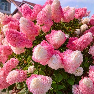 May include: A vibrant bush of hydrangea flowers in full bloom. The blossoms transition from white to a bright pink hue, creating a gradient effect. Green leaves provide a backdrop for the colorful flowers.