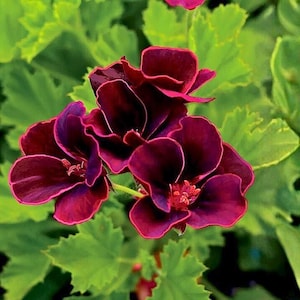 Op de afbeelding: Close-up van donker bordeauxrode geraniumbloemen met gekreukelde bloemblaadjes en een levendige roze rand. De bloemen zijn omgeven door heldergroene bladeren, wat een opvallend contrast creëert. De afbeelding benadrukt de ingewikkelde details van de bloemen.