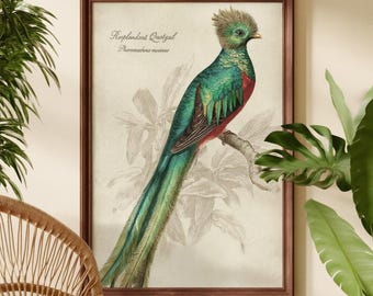 Antique Resplendent Quetzal Botanical Print, Tropical Bird Illustration, Exotic Wildlife Wall Art, Vintage Victorian Lithograph (DIGITAL)