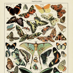 Vintage BUTTERFLIES #3 Print 1909 Adolphe Millot Science Poster Illustration Printable Wall Art Large 16x20 inch JPG 300dpi Digital Download