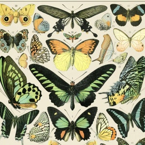 Vintage BUTTERFLIES #2 Print 1909 Adolphe Millot Science Poster Illustration Printable Wall Art Large 16x20 Jpg 300dpi Digital Download