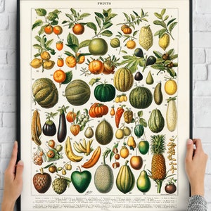 Vintage Fruit Print 1909 Adolphe Millot Poster Illustratie Home Decor Botanische Wall Art Afdrukbare Grote 16x20 Jpg 300dpi Digitale Download