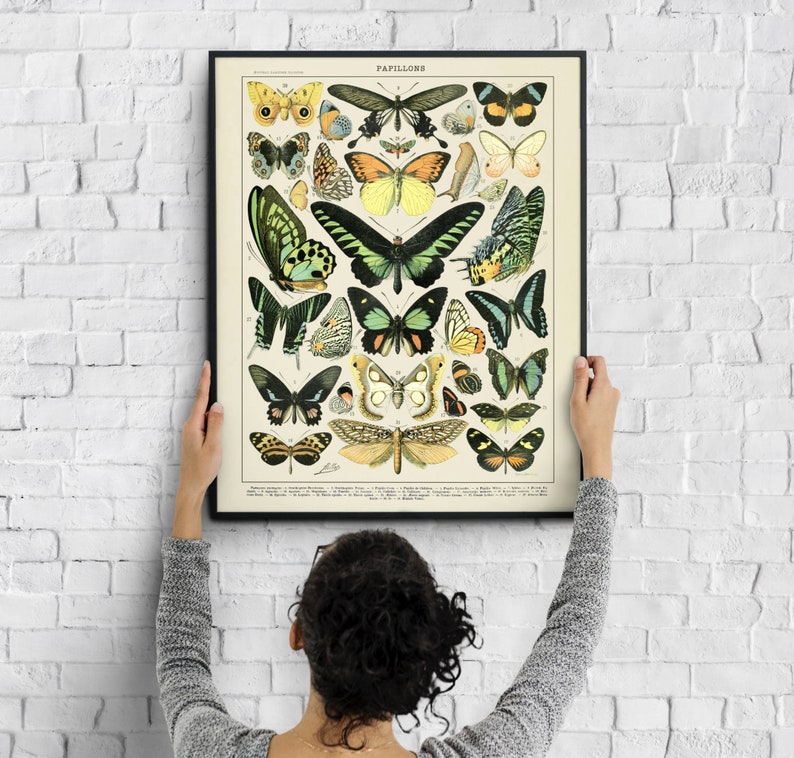 Vintage BUTTERFLIES 2 Print 1909 Adolphe Millot Science Poster Illustration Printable Wall Art Large 16x20 Jpg 300dpi Digital Download image 2