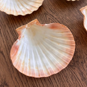 May include: Several scallop shells with a white and peach color scheme are arranged on a wooden surface. The shells have a ribbed texture and a natural, organic appearance. The shells are likely used for decorative purposes.