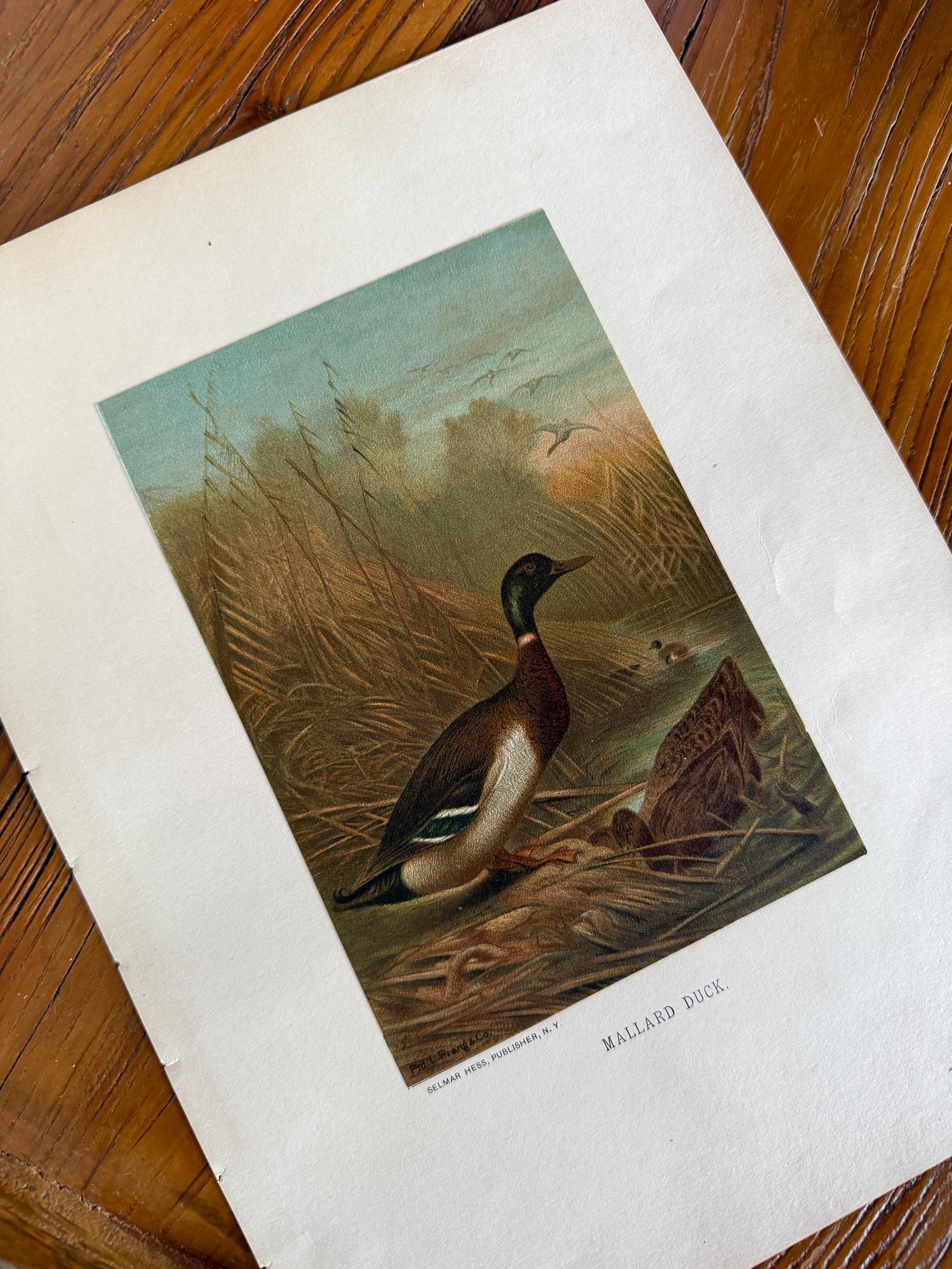 Antique Mallard - Etsy