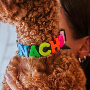 May include: A black dog collar with the name "NACHO" spelled out in colorful, raised letters. The letters are blue, green, yellow, orange, and pink. The dog has curly, brown fur.