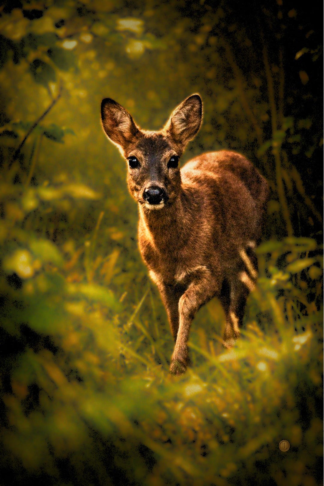 Deer Fawn Portrait Wall Art — Framed Wildlife Print - Etsy