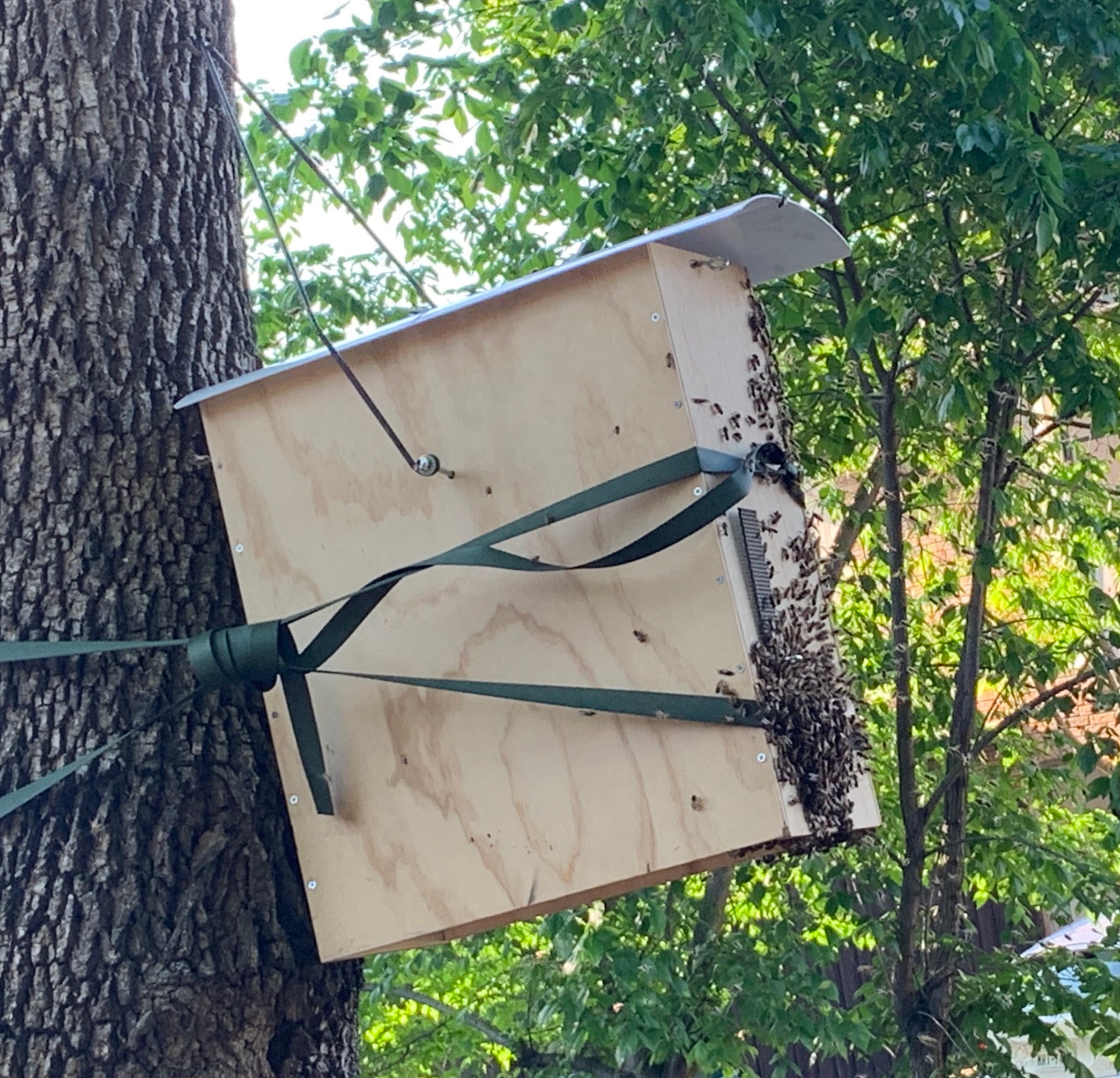 5 Frame Honeybee Swarm Trap With Swarm Lure 