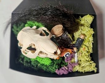 Collect Dead Stuff (curiosity boxes): buffalo, beaver, antlers, turtles & gems. Witchy AF. Reiki-Infused.