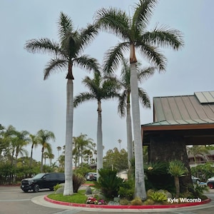 CUBAN ROYAL PALM (Roystonea regia) – 20 semi