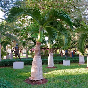 Può includere: Una lussureggiante scena all'aperto con diverse palme con fronde verdi e tronchi strutturati. Statue di bronzo sono collocate su piedistalli nell'area erbosa. La scena è immersa nella luce naturale, creando un'atmosfera serena e invitante.