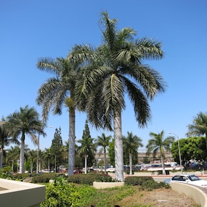 Può includere: Una scena all'aperto soleggiata con diverse palme alte con fronde verdi e tronchi bianchi contro un cielo azzurro. Gli alberi sono circondati da cespugli ed erba verdi, con uno scorcio di un parcheggio e di edifici sullo sfondo.