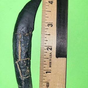 May include: A dark, curved object, possibly a fossilized claw, is displayed next to a wooden ruler. The claw is approximately 4 inches long. The ruler is marked in inches and has the text "MADE IN U.S.A."