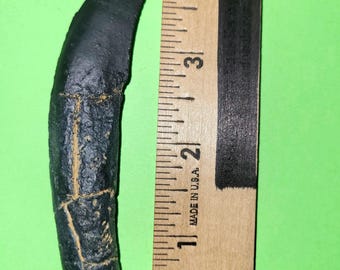 Allosaurus fragilis,  tooth with root Replica
