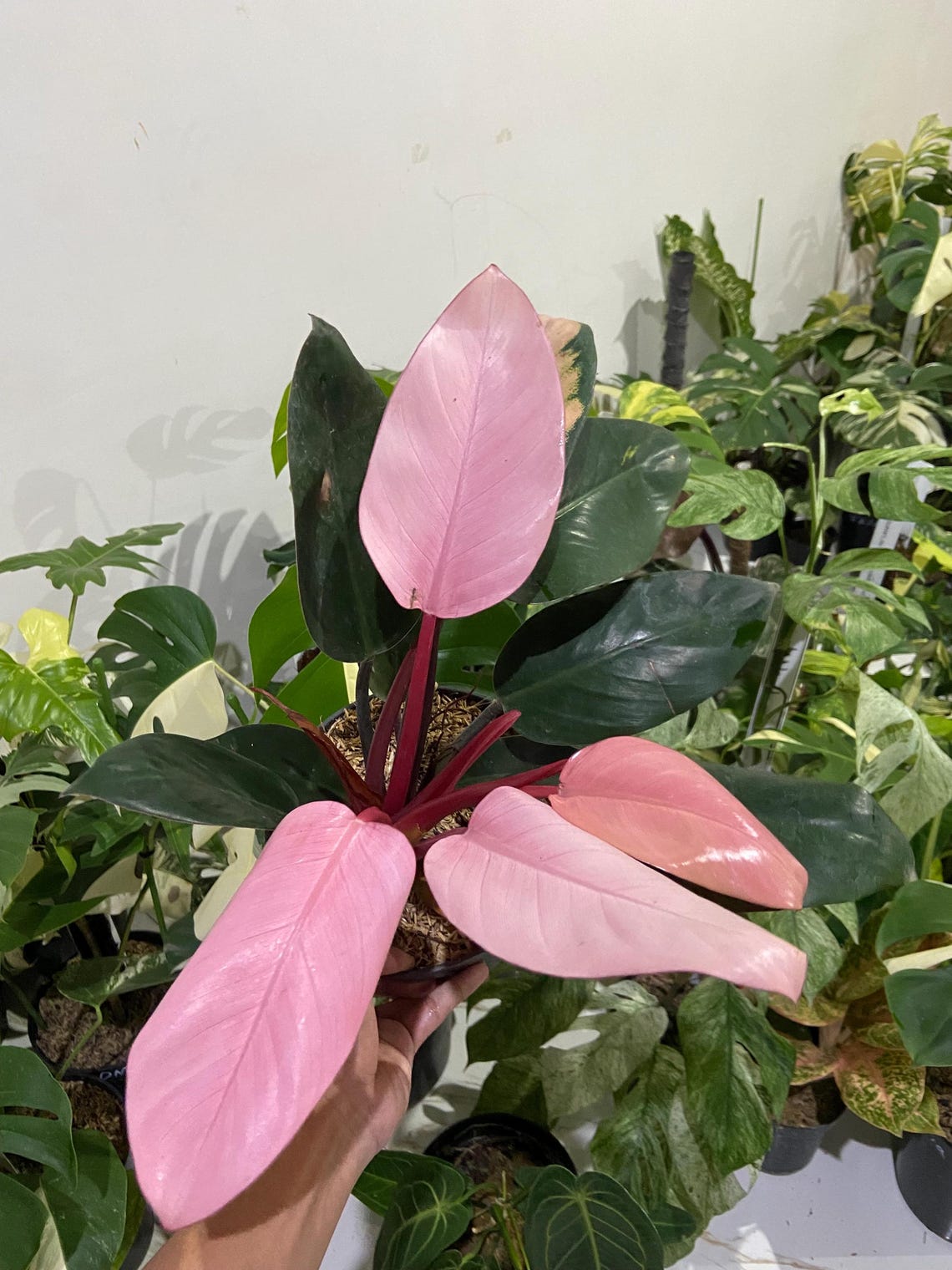 Philodendron Pink Congo Variegated Lush Healthy Beautifull Plant - Etsy