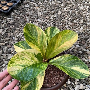May include: A potted plant with large, variegated leaves in shades of green and yellow. The plant is in a brown pot filled with soil. The background is a bed of small gray stones, with a tray of small plants visible in the upper left corner.