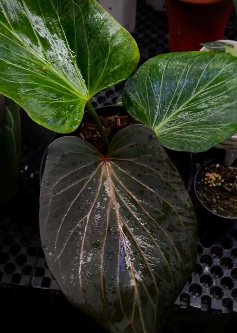 Anthurium King of Spades Butterfly - Etsy