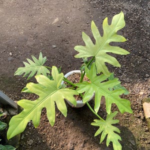 alocasia azlanii variegata Alocasia azlanii Aurea Variegated  Flora Magnifica Australia