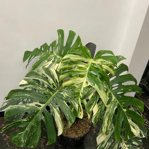 May include: A large potted Monstera plant with variegated green and white leaves. The leaves have unique splits and holes, creating a distinctive pattern. The plant is in a black pot, set against a white wall and a black and gold tiled floor.