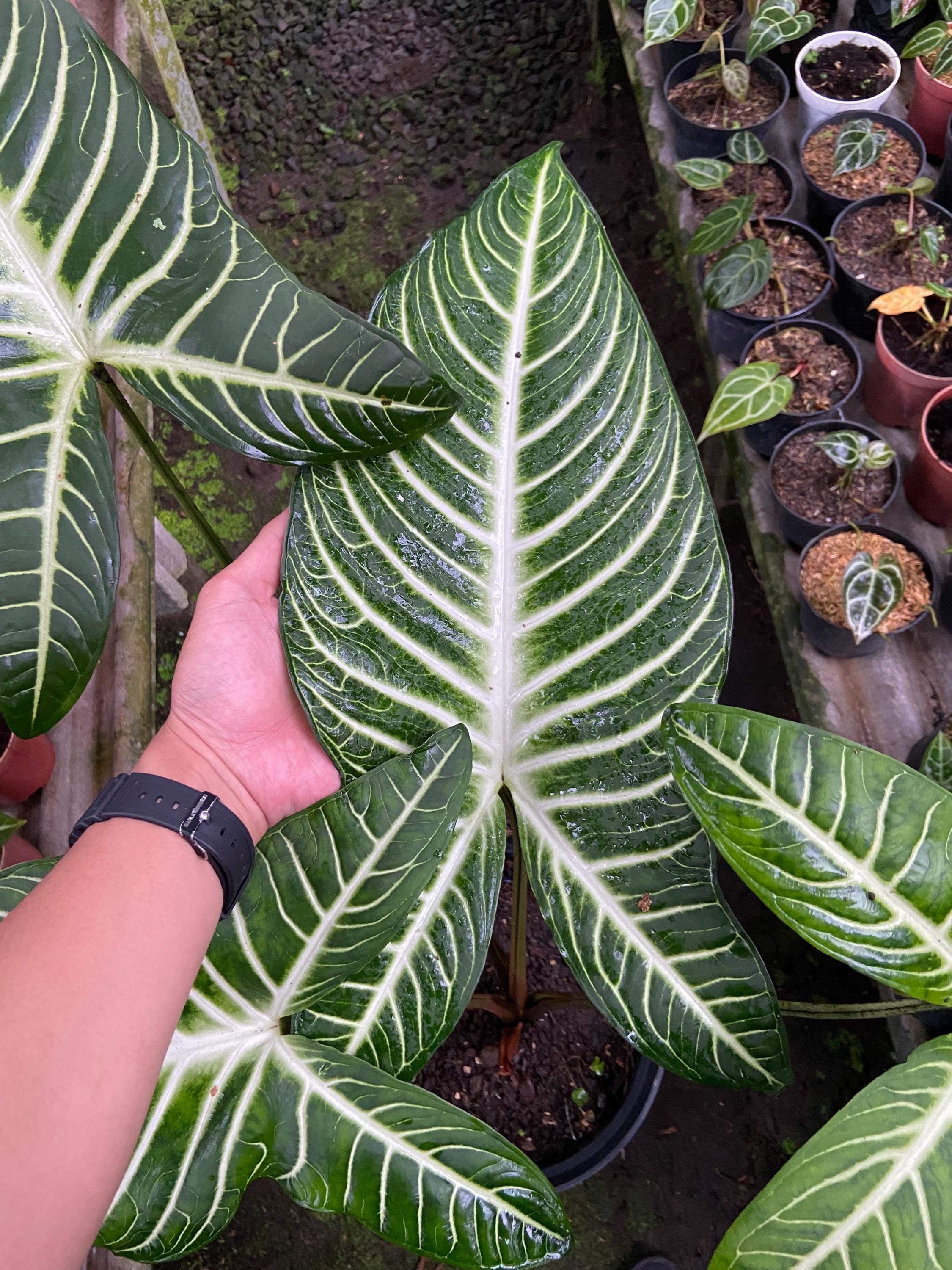 ficus erecta variegata Ficus retusa-nitida 'Variegata' --Variegated Laurel Fig-- main image 0