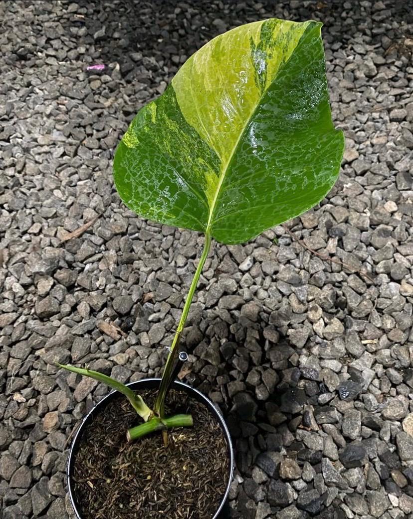 Monstera Aurea Marmorata - Etsy