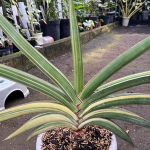 May include: A potted Sansevieria plant with long, green leaves featuring yellow and white stripes. The plant has a central, upright leaf with a red tip. The pot is white and filled with soil and mulch. Other plants are visible in the background.