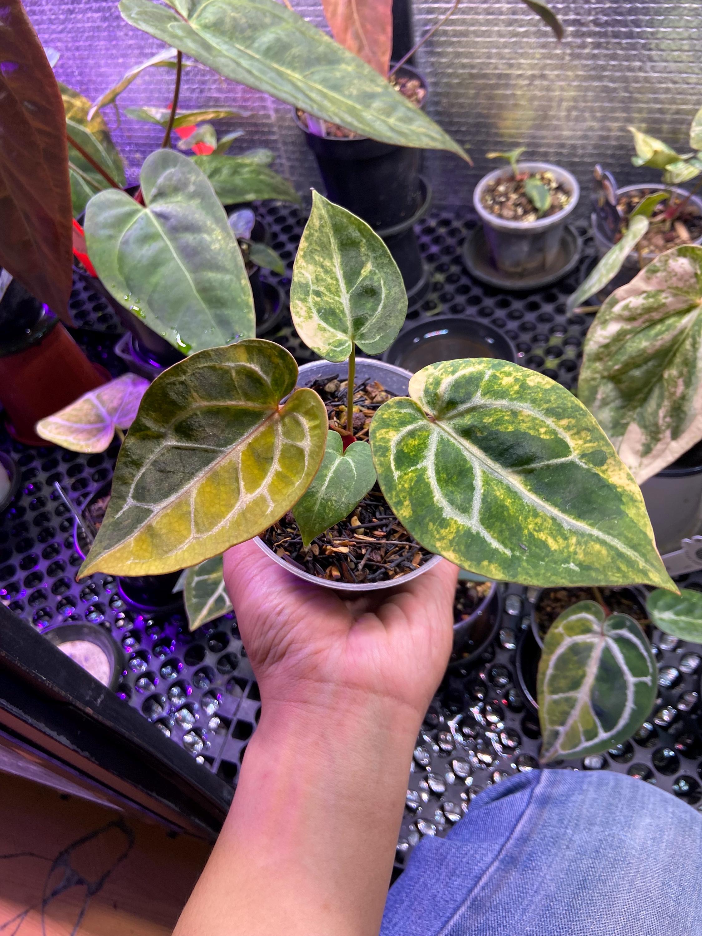 Black Venom Anthurium - Etsy