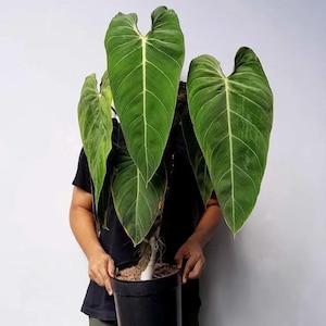 neon pothos plants Neon Pothos Epipremnum