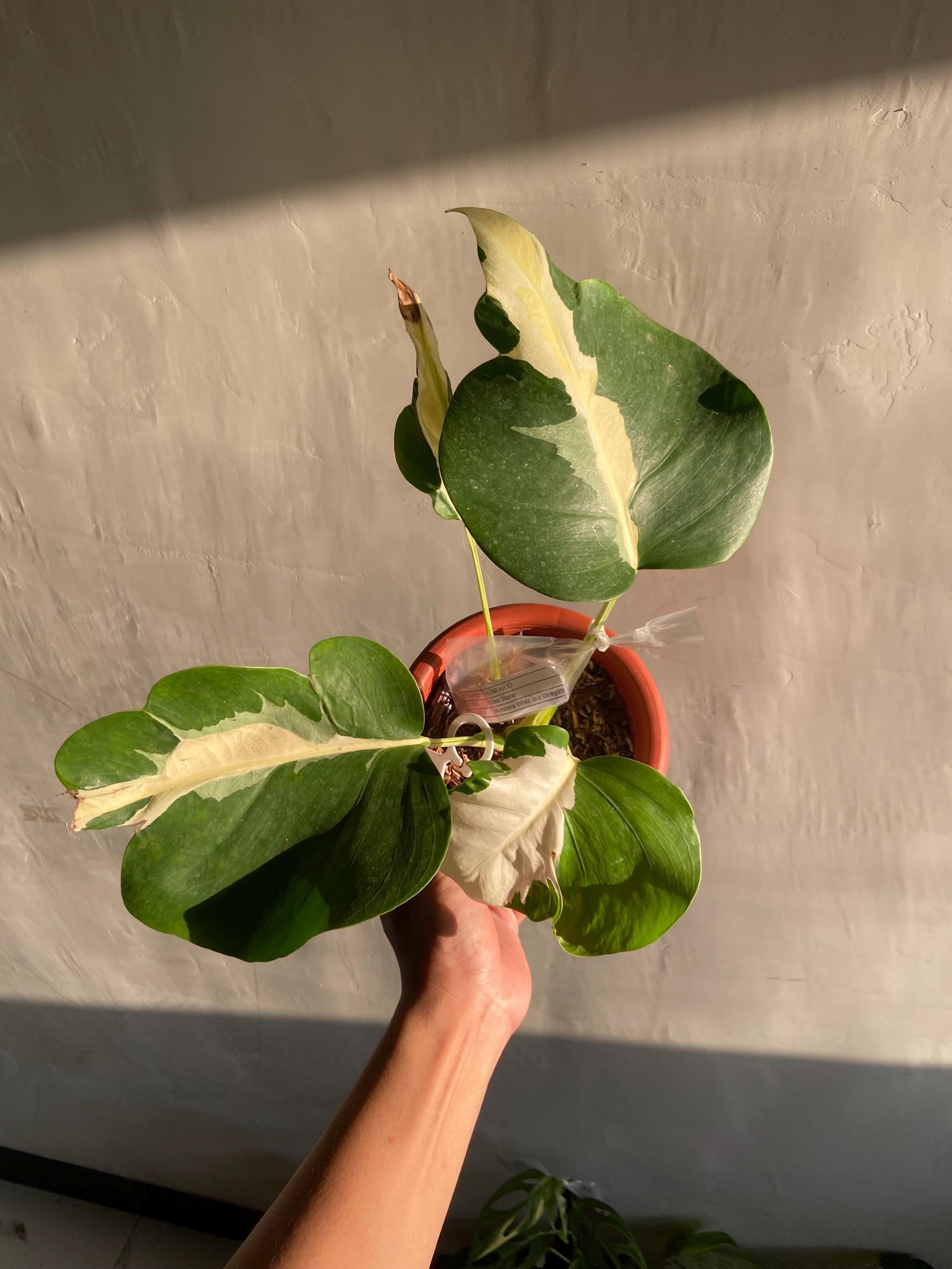 Monstera white lava - Etsy 日本