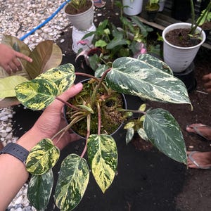 Ilsemanii Philodendron - Etsy