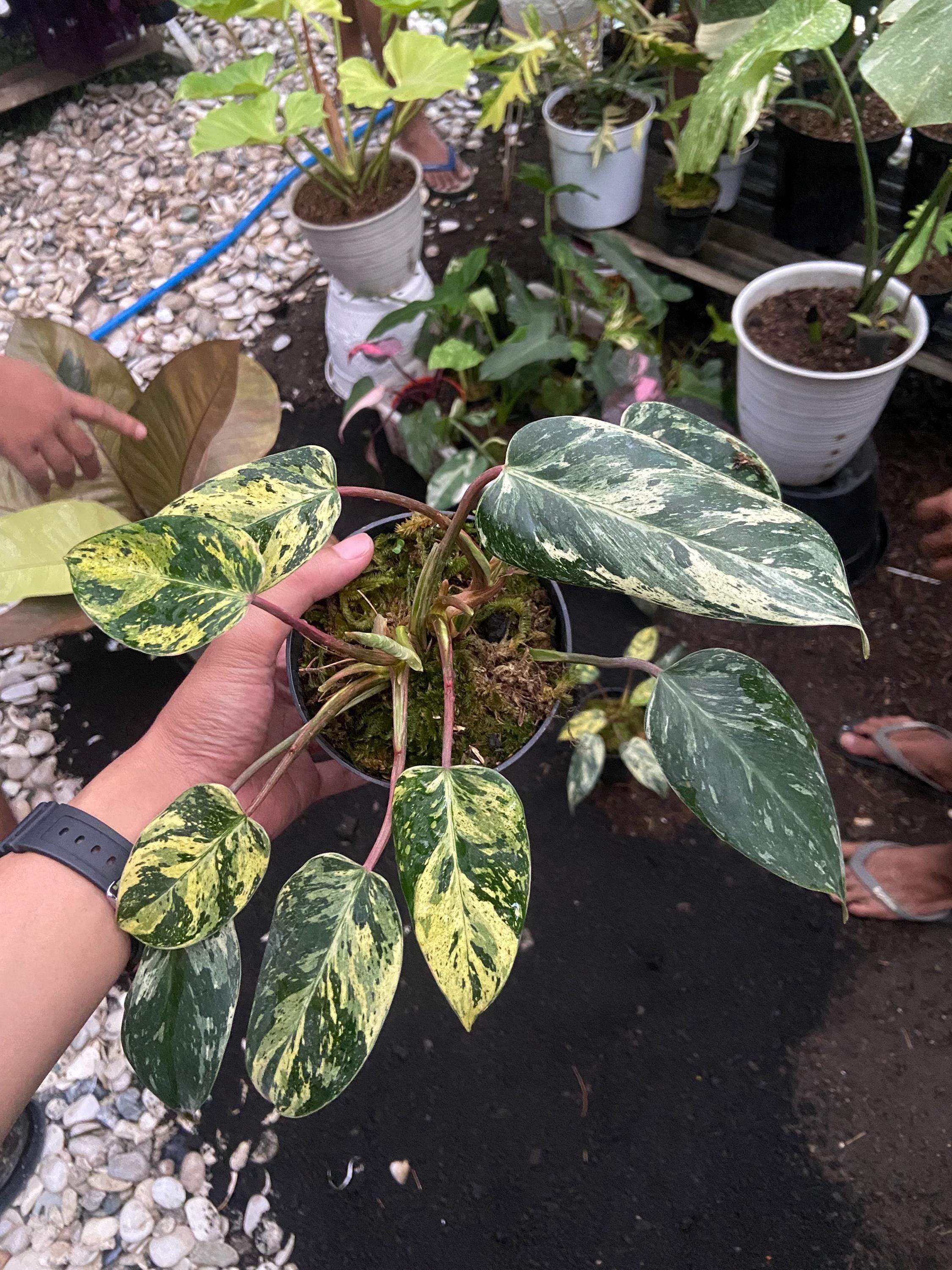compo floranid rasendünger mit unkrautvernichter COMPO EXPERT Rasen Floranid® mit Unkrautvernichter – Düngerprofi24