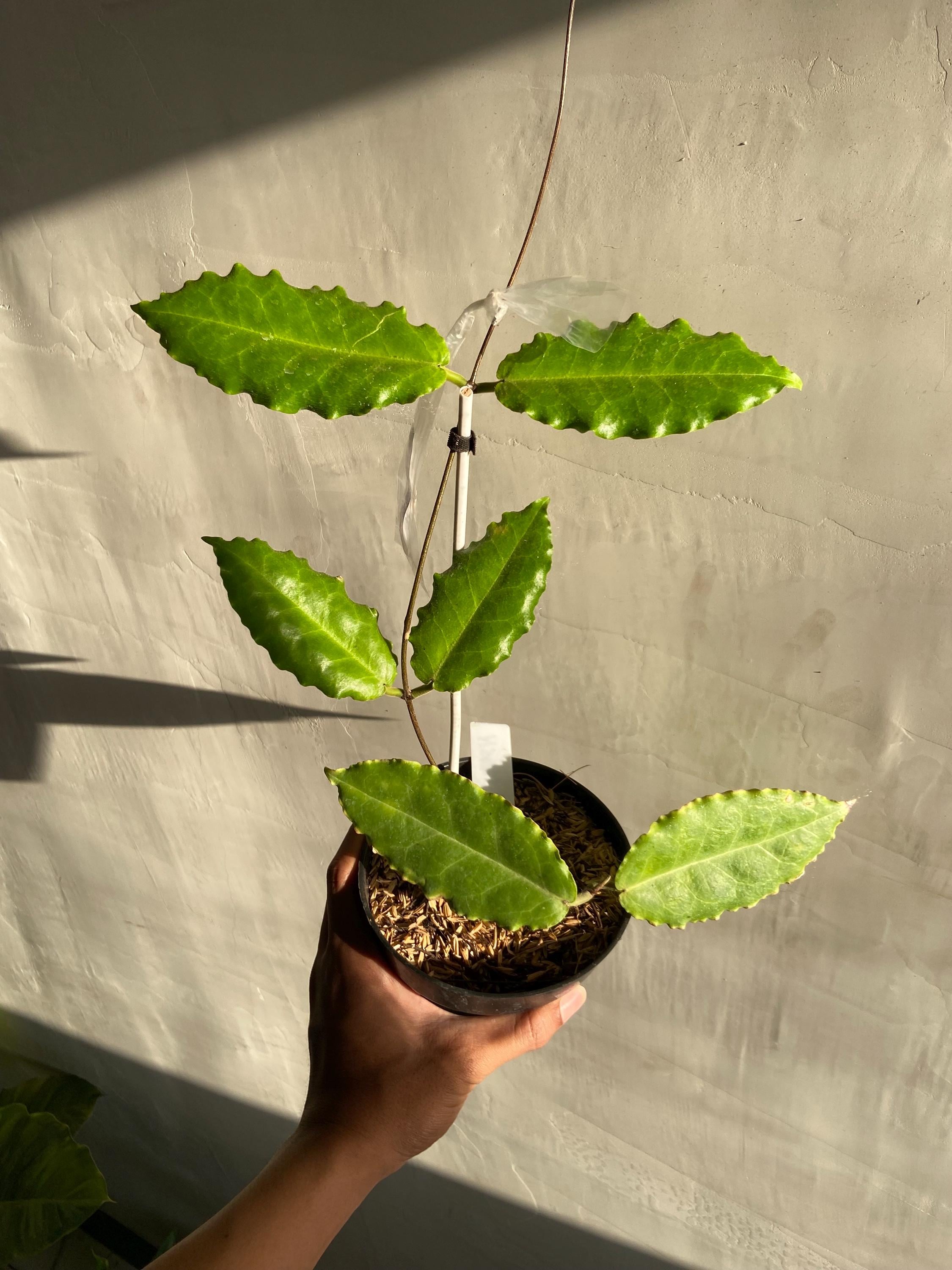 Hoya Versteegii - Etsy