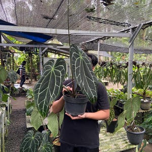 Anthurium Crystallinum X Magnificum X Luxurian - Etsy