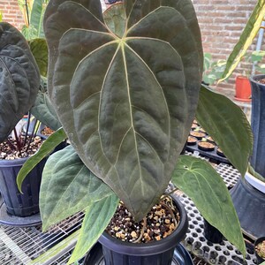 Anthurium Black Beauty - Etsy